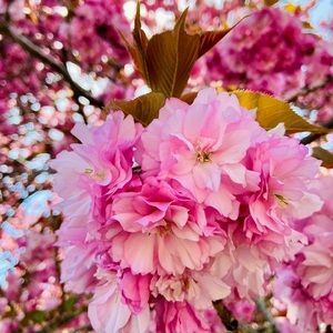 Meet your Posher, Devon